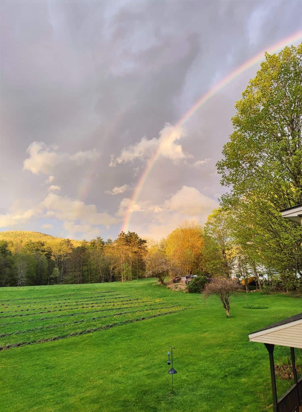 Rainbow over lush green fields and trees at Vermont Lavender Farm.