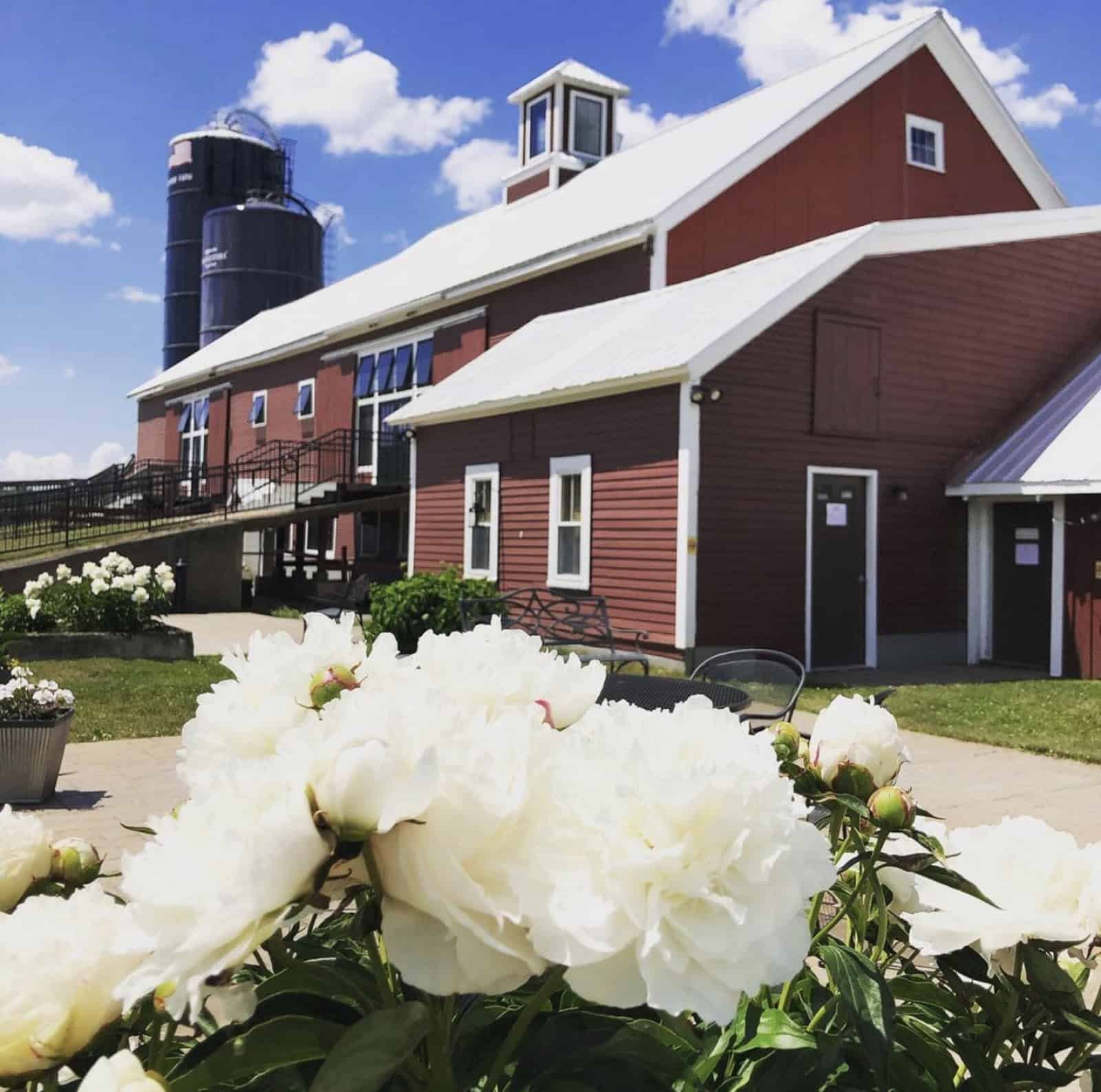 Historic red barn at Vermont's Boyden Farm with white flowers in foreground.